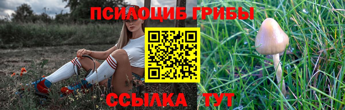 Псилоцибиновые грибы Psilocybe  Вход с VPN  Красногорск  где можно купить   Псилоцибиновые грибы мицелий 